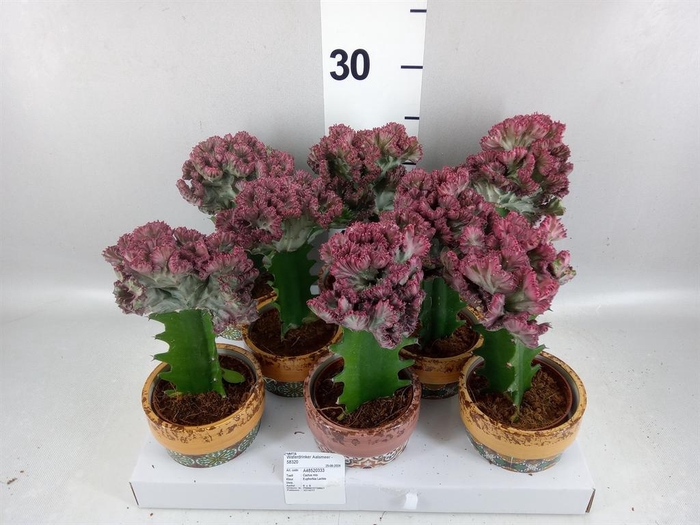 <h4>Euphorbia lactea 'Cristata'</h4>