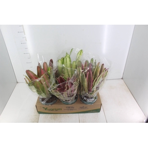 NEOREGELIA VARIADA P14