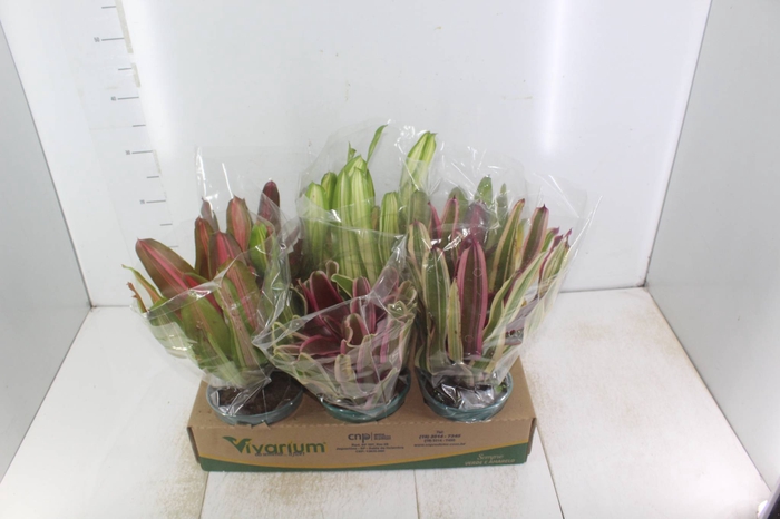 <h4>NEOREGELIA VARIADA P14</h4>