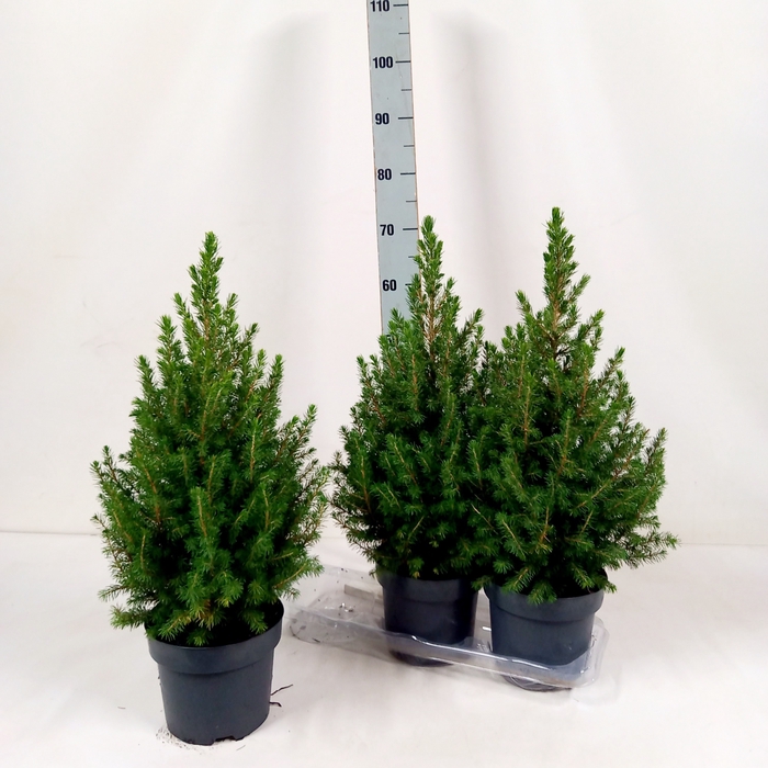 <h4>PICEA GL CONICA</h4>