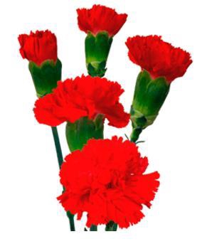 <h4>Di Tr Aragon</h4>