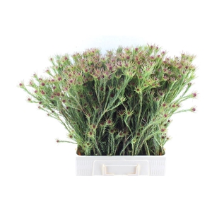 LEUCAD JUBILEE CROWN