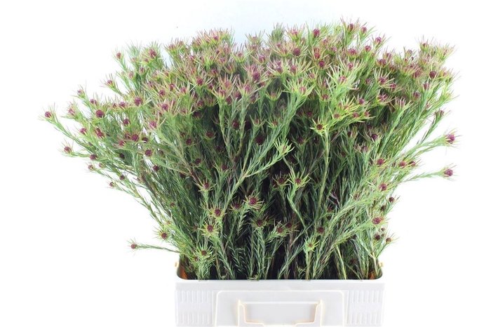 <h4>LEUCAD JUBILEE CROWN</h4>