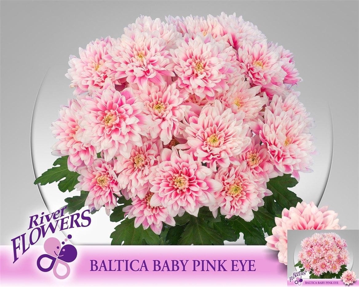 Chr T Baltica Klb H%