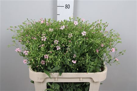 <h4>Saponaria Pink</h4>