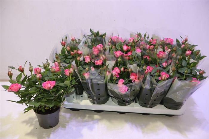 <h4>arr8 Ro Fame Kordana</h4>