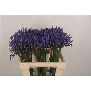 Agapanthus Uri Blue