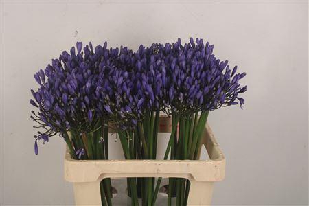 <h4>Agapanthus Uri Blue</h4>