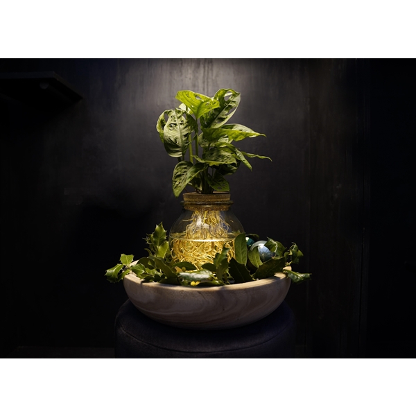 <h4>Christmas | Intenz mix in Bolglas + LED - levertijd: 24 u</h4>