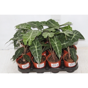 ALOCASIA AMAZONICA P09