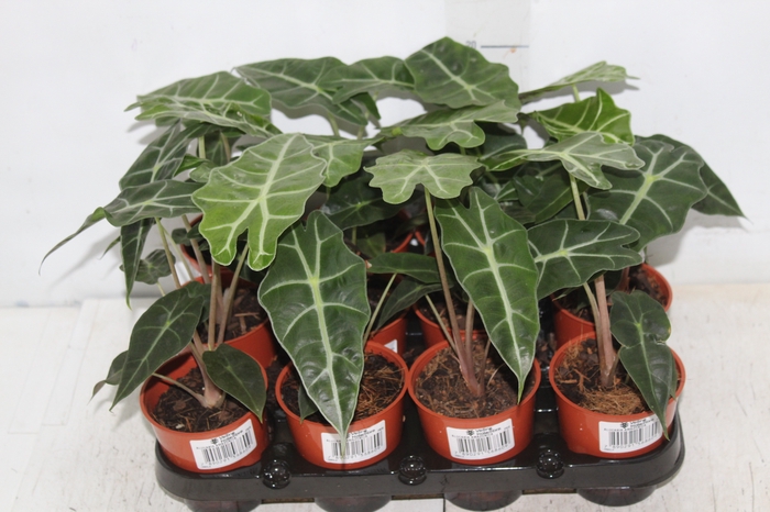 <h4>ALOCASIA AMAZONICA P09</h4>