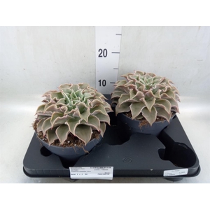 Echeveria   ...
