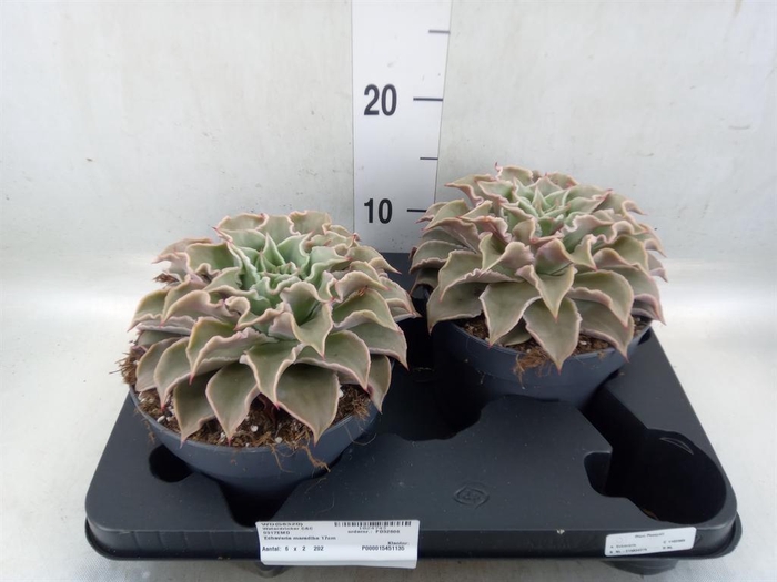 <h4>Echeveria ...</h4>