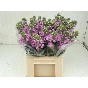 MATTH FIGARO L ROSE