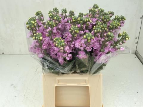 <h4>MATTH FIGARO L ROSE</h4>