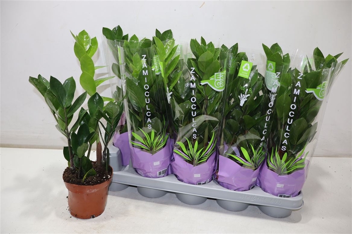 <h4>Zamio Zamiifolia</h4>