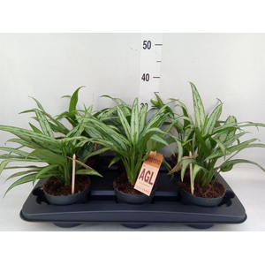 Aglaonema  'Cutlass'