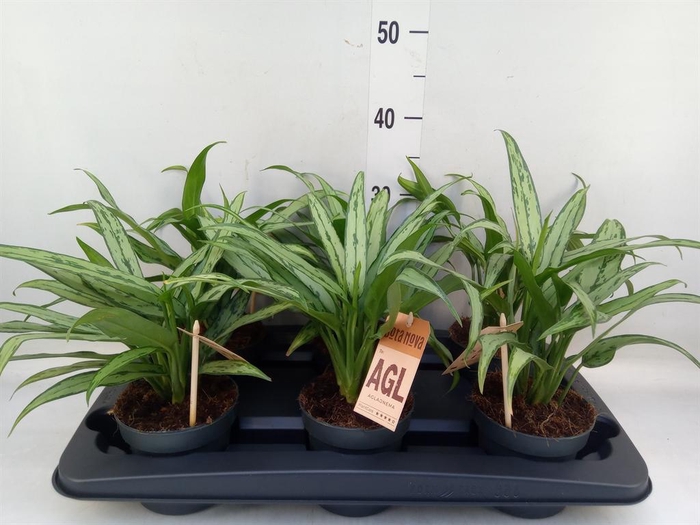<h4>Aglaonema  'Cutlass'</h4>