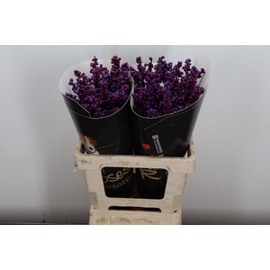 Ilex Wx Paars