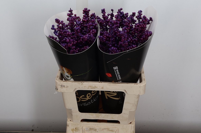 <h4>Ilex Wx Paars</h4>
