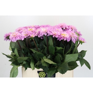 Dahlia Sweet Suprise