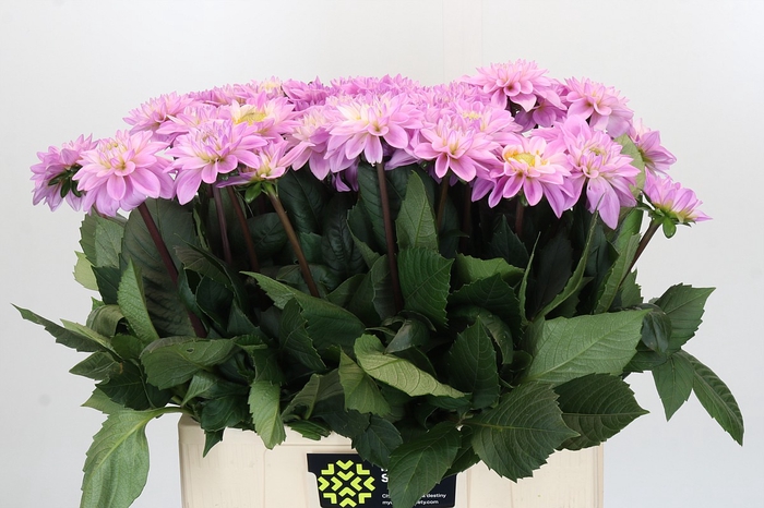 Dahlia Sweet Suprise
