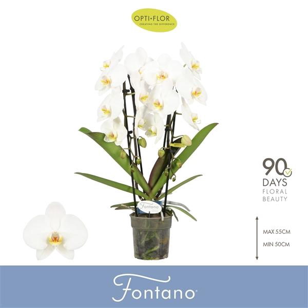 Phalaenopsis overig wit