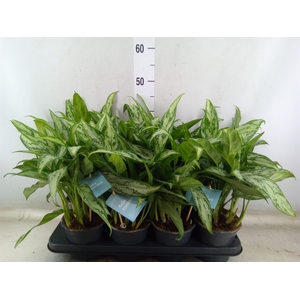 Aglaonema comm. 'Silver Queen'