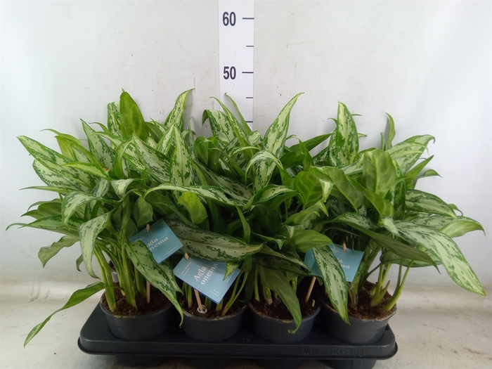 <h4>Aglaonema comm. 'Silver Queen'</h4>