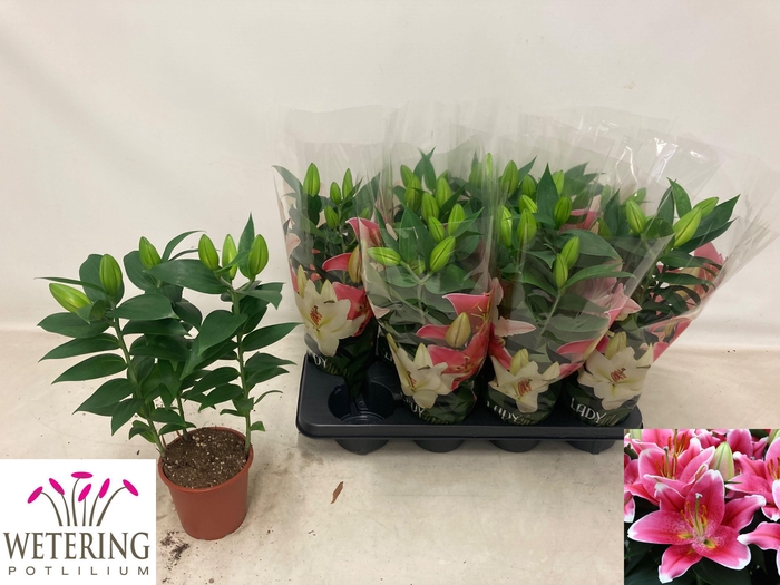 <h4>LIL OR SUNNY ROBYN</h4>