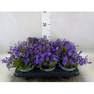 Campanula porten.
