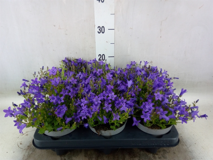 <h4>Campanula porten.</h4>