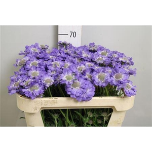 Scabiosa cauc. 'Staefa'