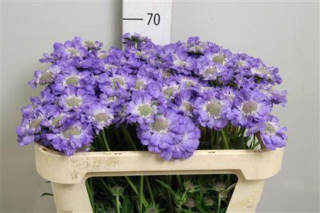 <h4>Scabiosa cauc. 'Staefa'</h4>