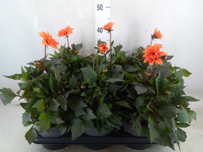 <h4>Dahlia   ...from seeds/cuttings</h4>