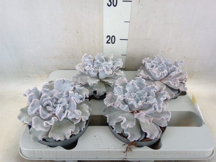 <h4>Echeveria   ...</h4>