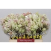 Blushing Bride 4/6 Flowers