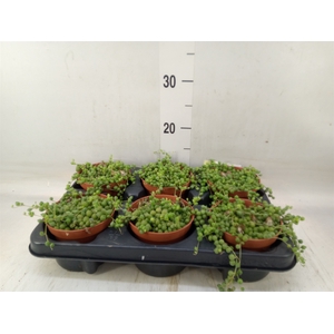 Senecio rowleyanus