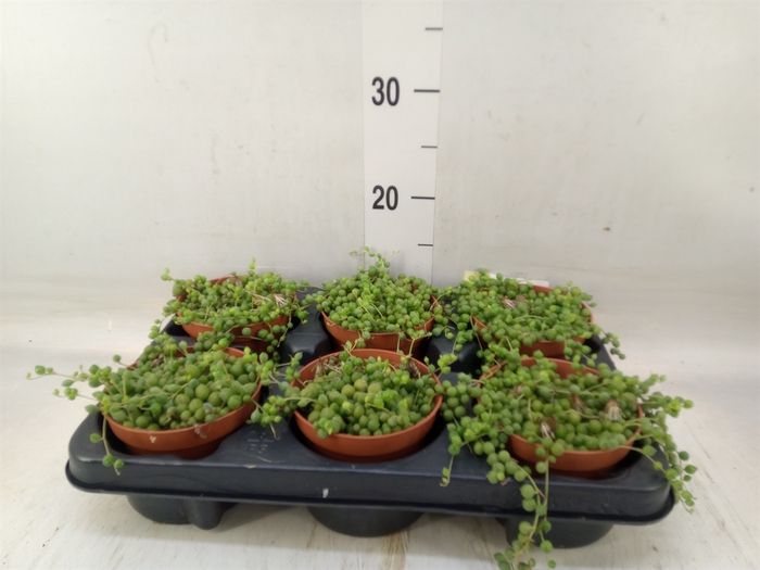 <h4>Senecio rowleyanus</h4>