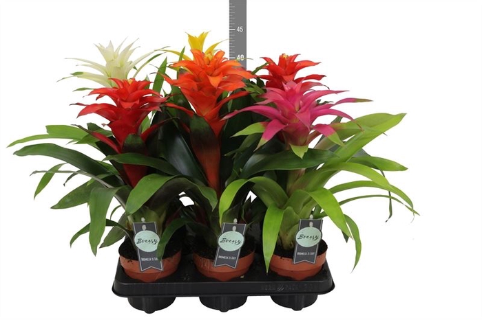 <h4>Guzmania   ...mix</h4>