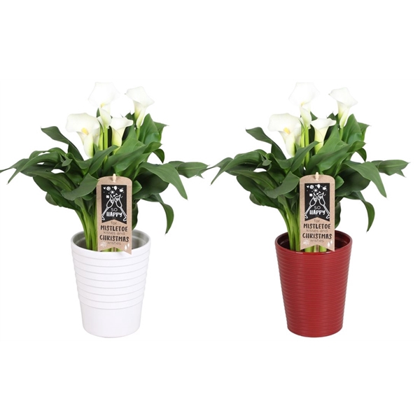 <h4>Zantedeschia Fresco Calla wit in Monica keramiek</h4>