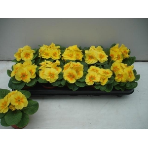 PRIM AC PRIMASAN YEL