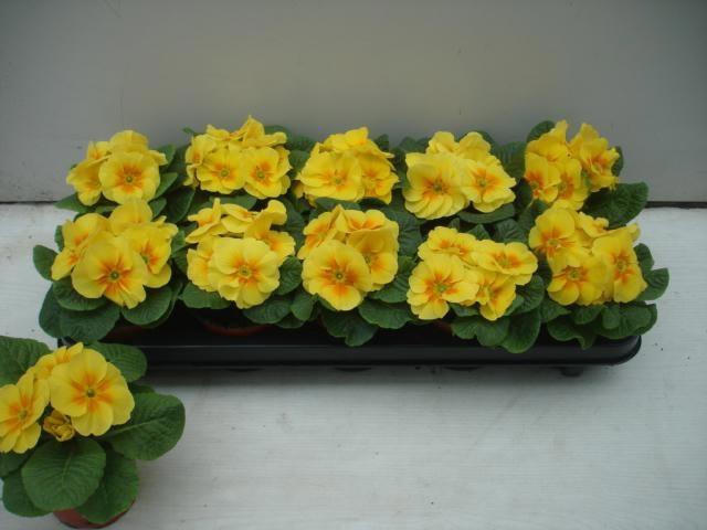 <h4>PRIM AC PRIMASAN YEL</h4>