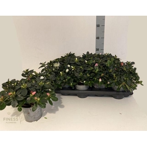 RHODO SI VOGEL MIX P12