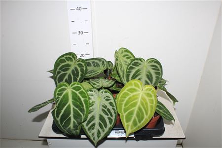 <h4>Anthu Silver Blush</h4>