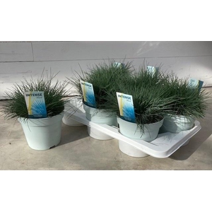 FEST GL INTENSE BLUE