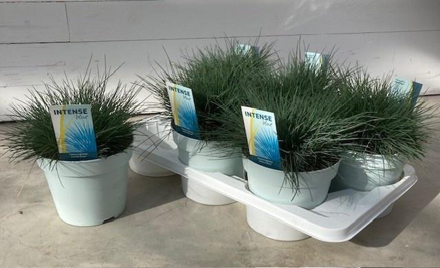 <h4>FEST GL INTENSE BLUE</h4>