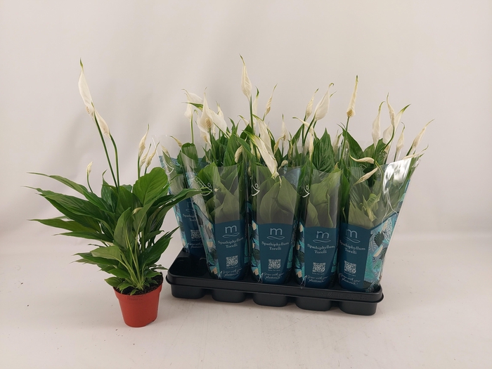 <h4>SPATH TORELLI</h4>