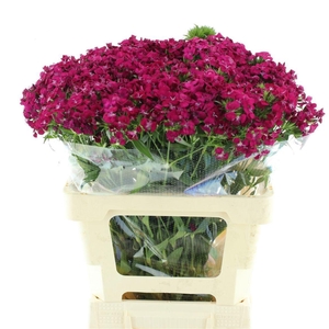 DI BARB AM NEON CHER