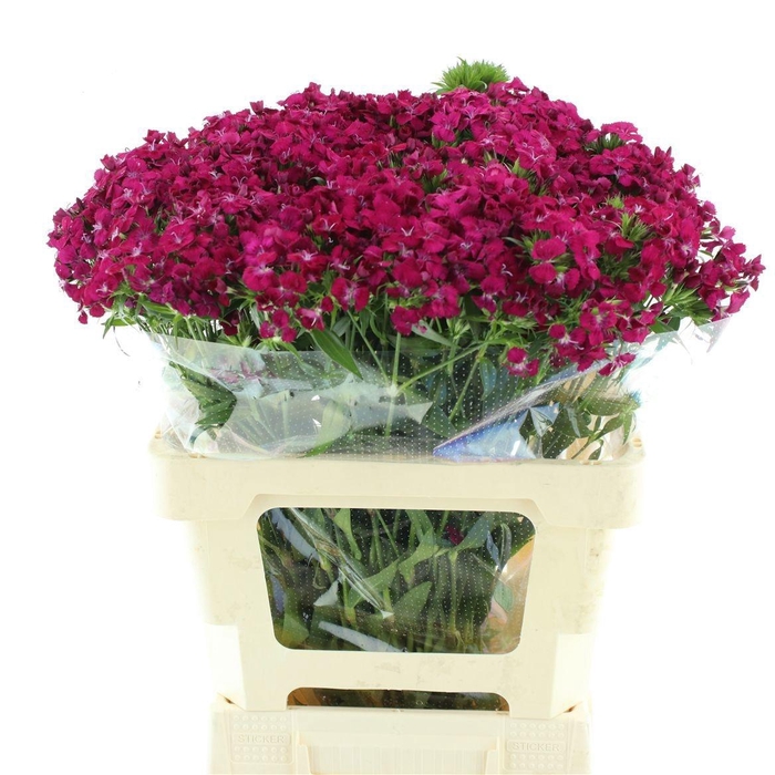 <h4>DI BARB AM NEON CHER</h4>